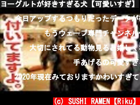 ヨーグルトが好きすぎる犬【可愛いすぎ】  (c) SUSHI RAMEN【Riku】